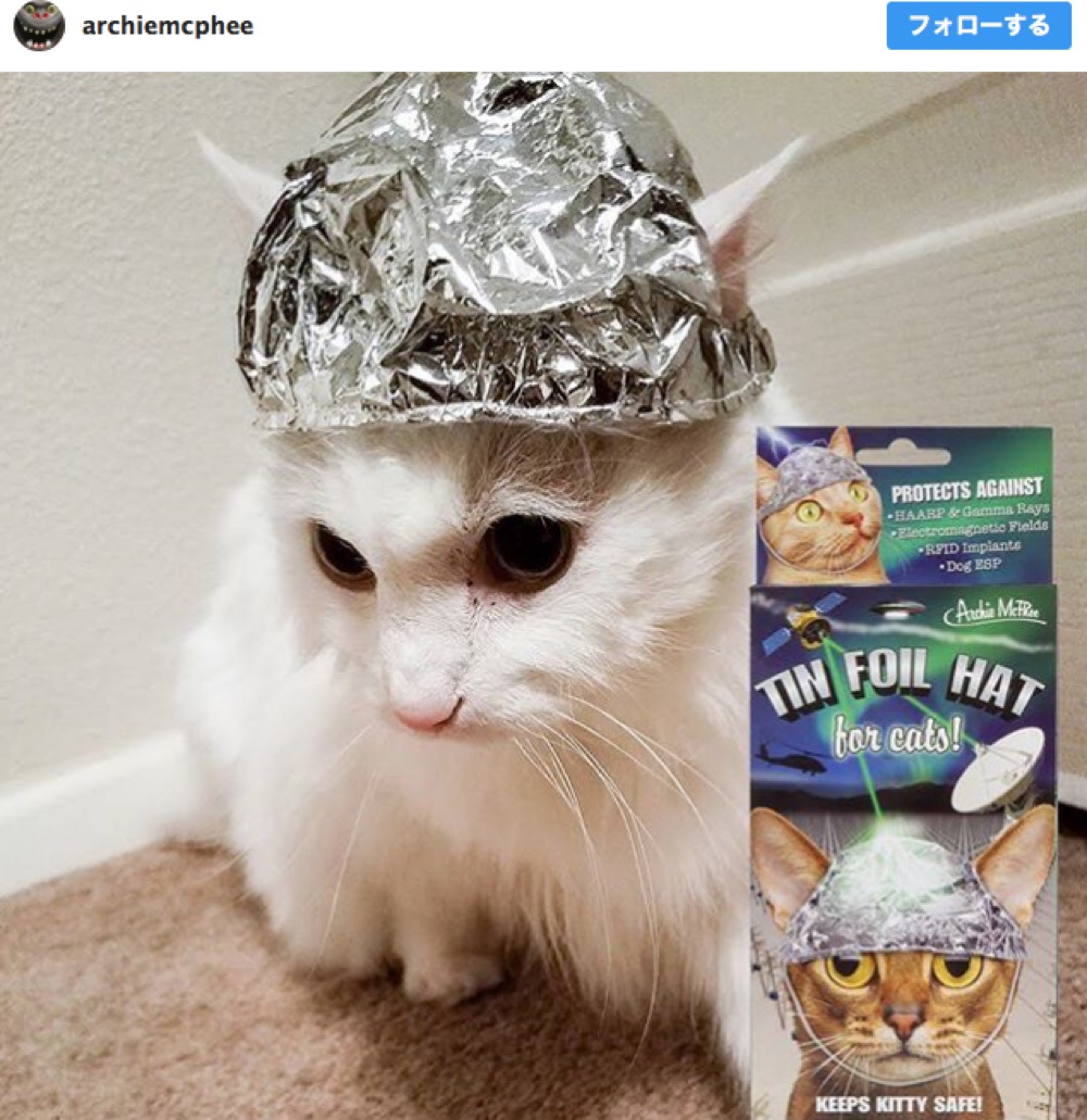 陰謀論を信じるネコ様むけに アルミホイルで出来た帽子 が新発売 マインドコントロールからあなたのネコを守れ ロケットニュース24