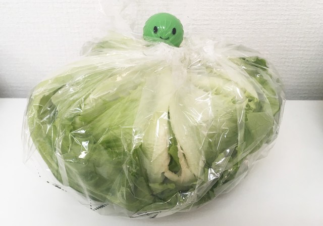 【検証】野菜が長持ちする「鮮度保持ピック」をレタスと白菜に刺して冷蔵庫に23日間 → あまりにも予想外な結末に…