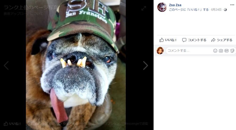 全然ブサイクじゃないワンコが18年の 世界一醜い犬コンテスト に選ばれる ロケットニュース24