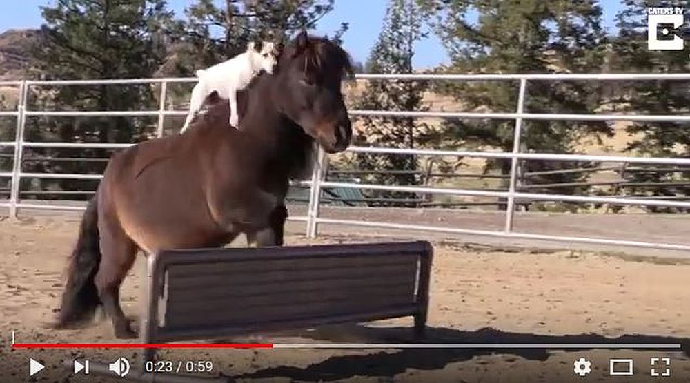 癒し動画 カワイイよぅ カワイイよぅ ミニチュアポニーの背中に乗って乗馬を楽しむワンコが超カワイイよぅ って動画 ロケットニュース24