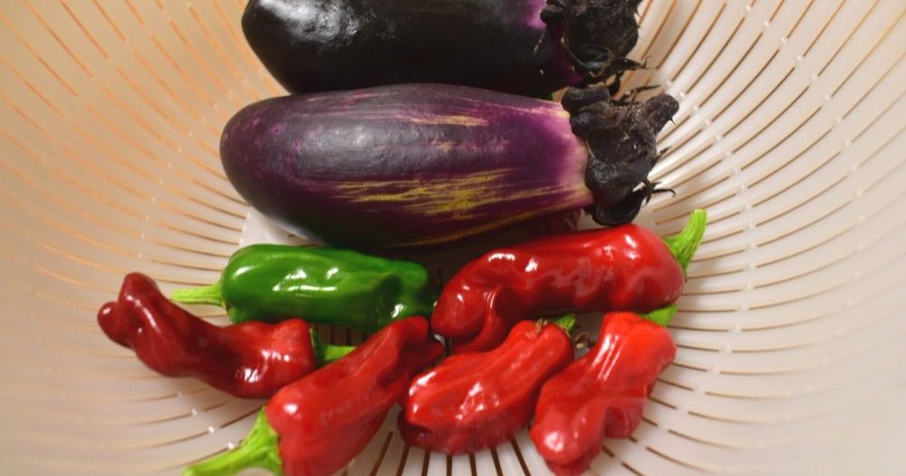 体験談 ベランダ菜園初心者が野菜を育ててみたらこうなった 気になる収穫量は ロケットニュース24