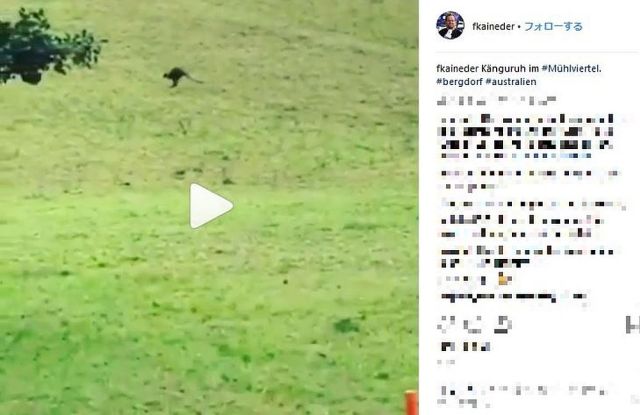 【世界中が空目】オーストリアの牧草地でカンガルーが目撃される / 地元警察官「信じられないが本当だ」