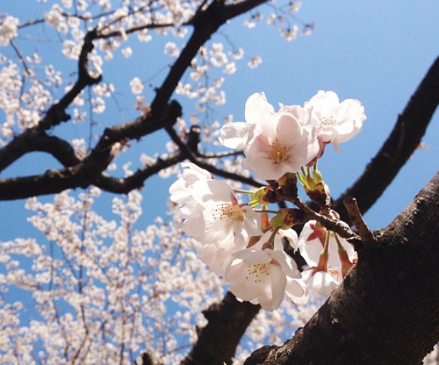 【名所ありすぎ】「死ぬまでに一度は行きたいお花見スポットTOP10」にほんのり漂う『京都』の別格感
