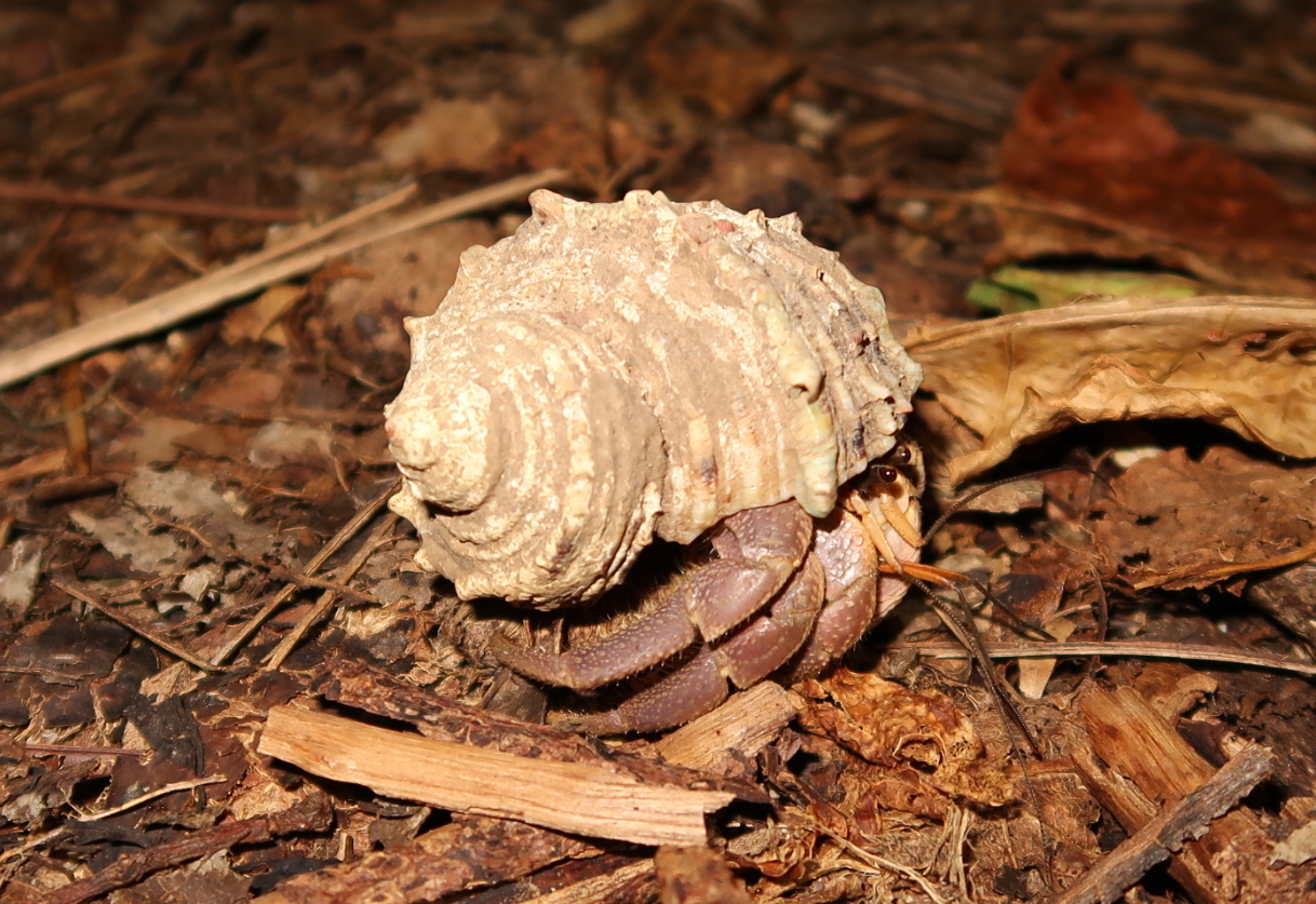 貴重】宮古島の夜の自然が堪能できるナイトツアーに参加したら、天然