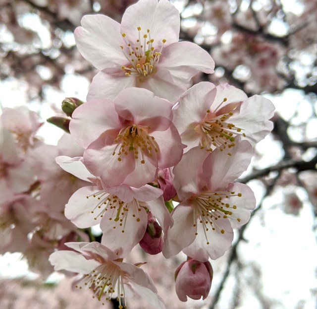 【春を先取り】1人で新宿御苑に「桜を見る会」しに行ってきた！
