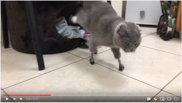 凍傷で四肢を失ったネコ、3Dプリンターで作成したチタン製義肢で復活