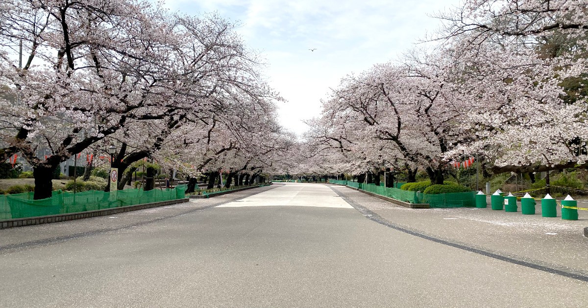 リアルレポ 都内屈指のお花見スポット 上野公園 のいま 新型コロナウイルスの影響は ロケットニュース24