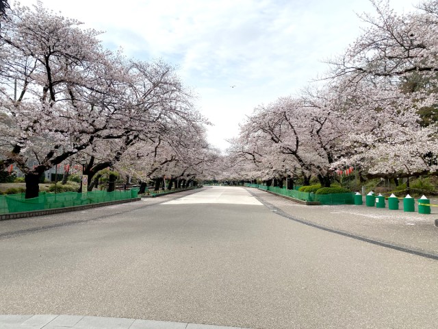 【リアルレポ】都内屈指のお花見スポット「上野公園」のいま / 新型コロナウイルスの影響は…
