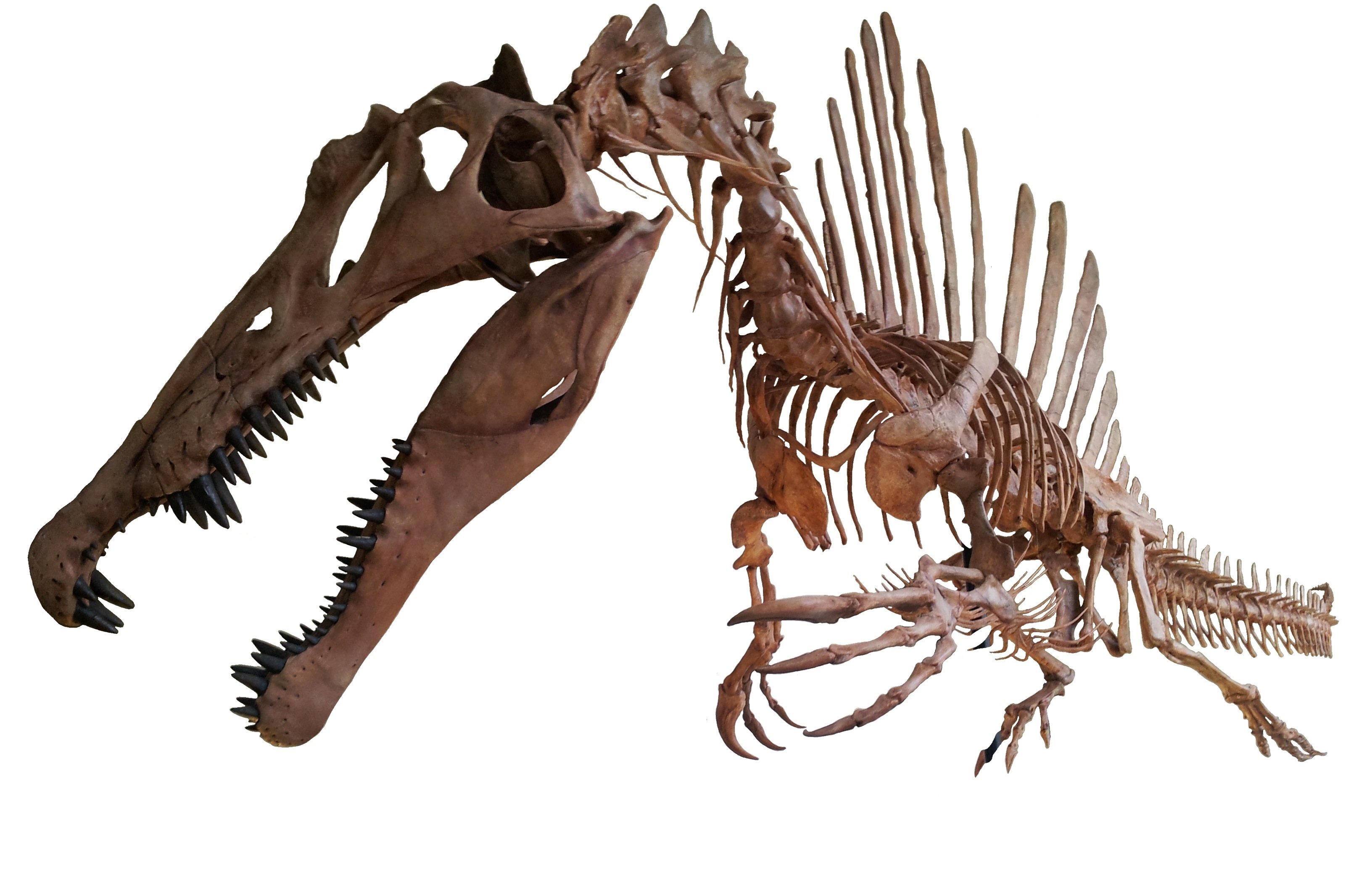 ケムケム産 スピノサウルス 上腕部化石 その他 アンティーク