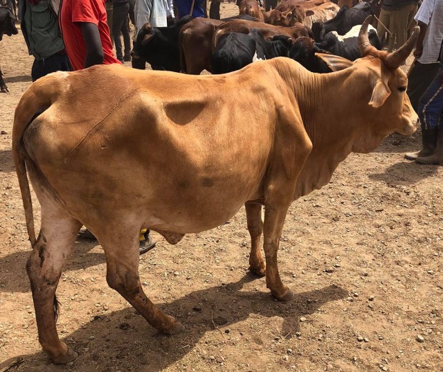 マサイ族の戦士が教える「良い牛」の見分け方とケニアにおける牛相場 / マサイ通信：第405回
