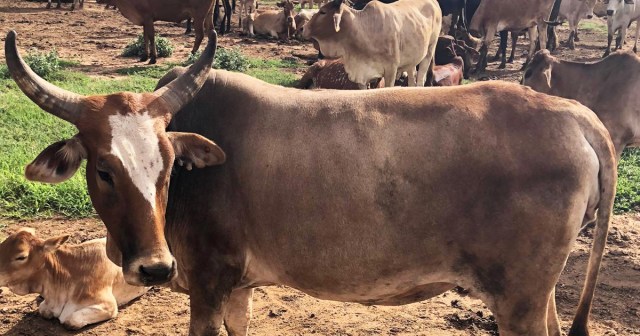 マサイ族の「愛牛」自慢と、驚くべき「牛持ち」の実態 / マサイ通信：第426回