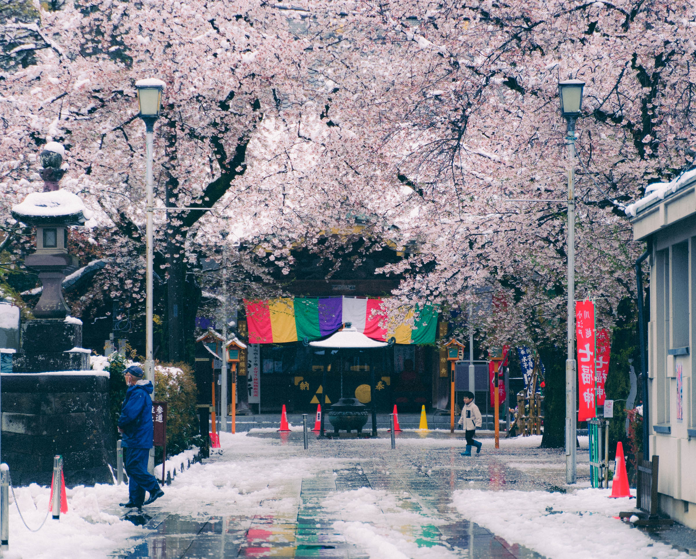 記録更新 京都の桜が過去10年で最も早く満開に 記録にある限り最速 ロケットニュース24