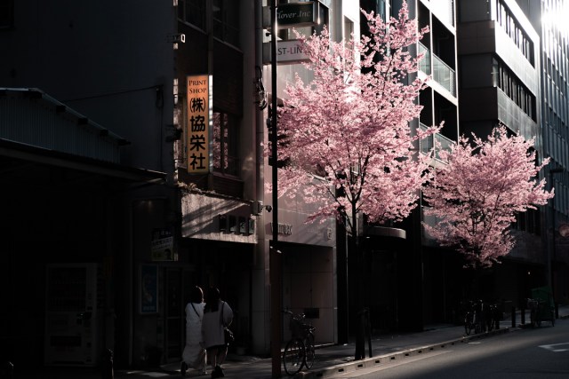 【記録更新】京都の桜が過去1200年で最も早く満開に / 記録にある限り最速