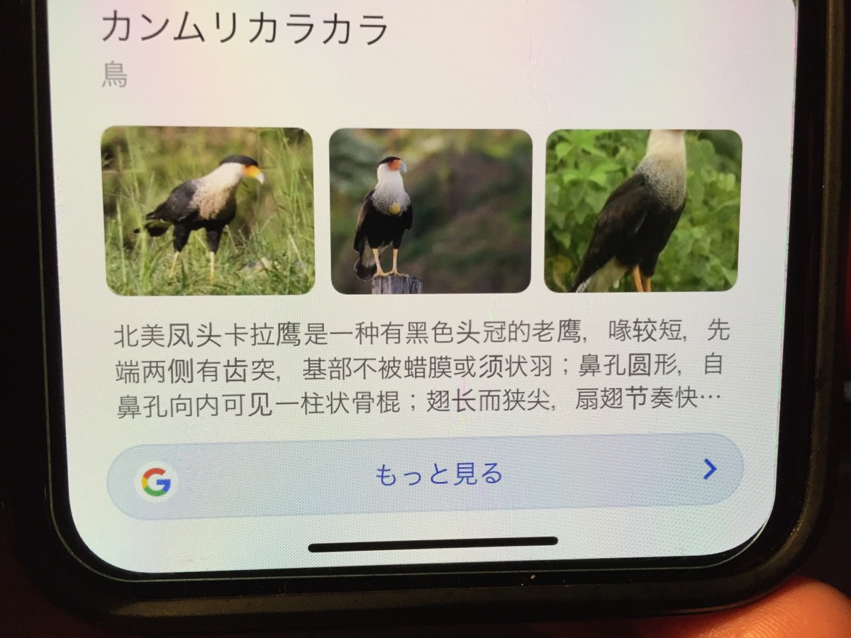 珍しい鳥が撮れたから Google レンズ で調べてみた マサイ通信 第459回 ロケットニュース24