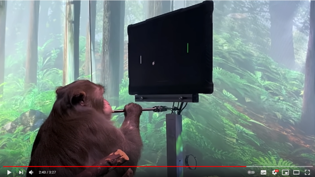 イーロン・マスク氏、ついに思念でゲームをプレイする猿を作りだす