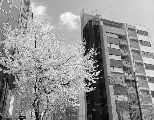 桜花賞で「ウマ娘馬券」を買った結果… | ロケットニュース24