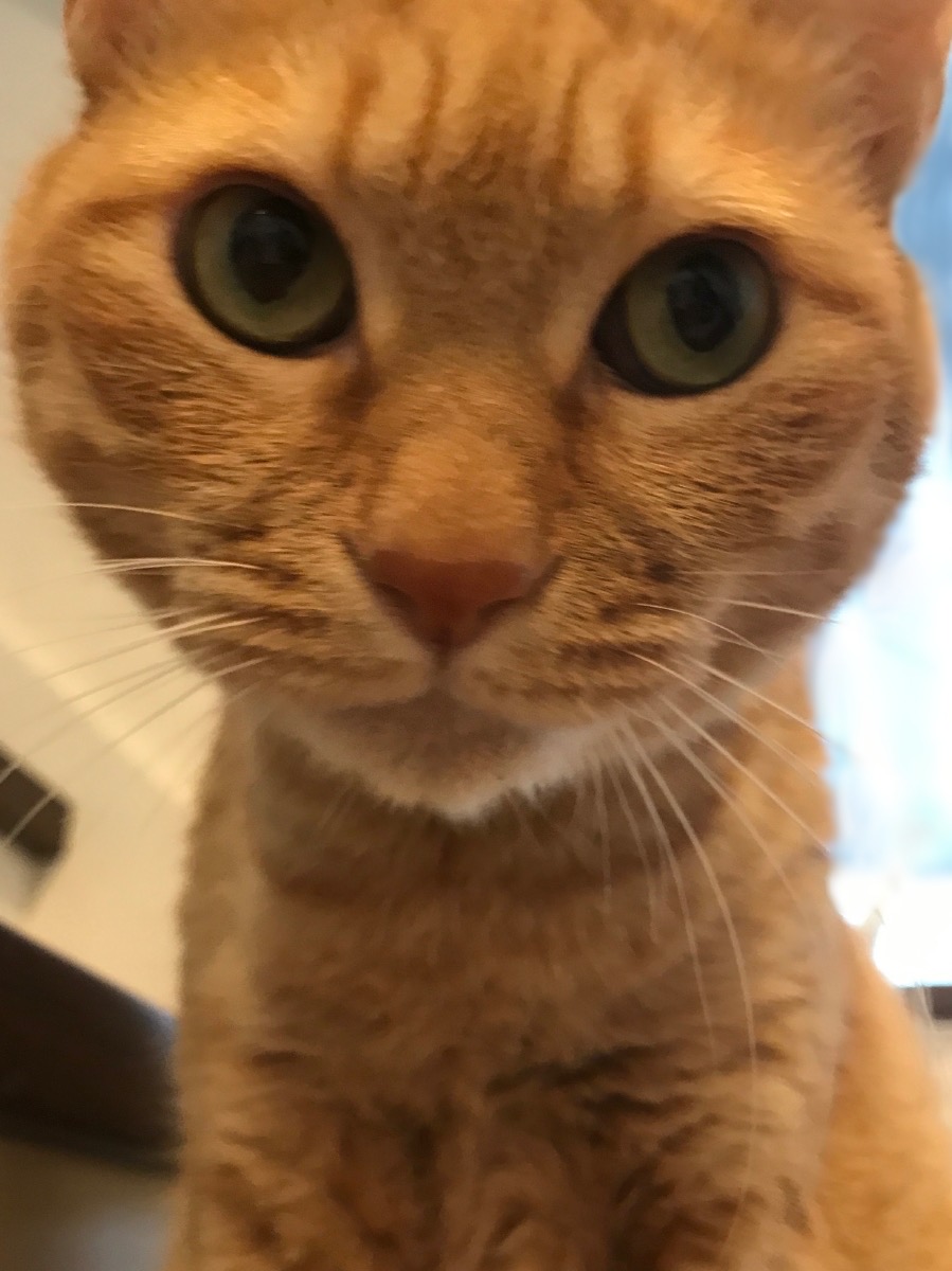 どうしてこうなった】猫の失敗写真10連発！ 変顔から破壊行為の現行犯 