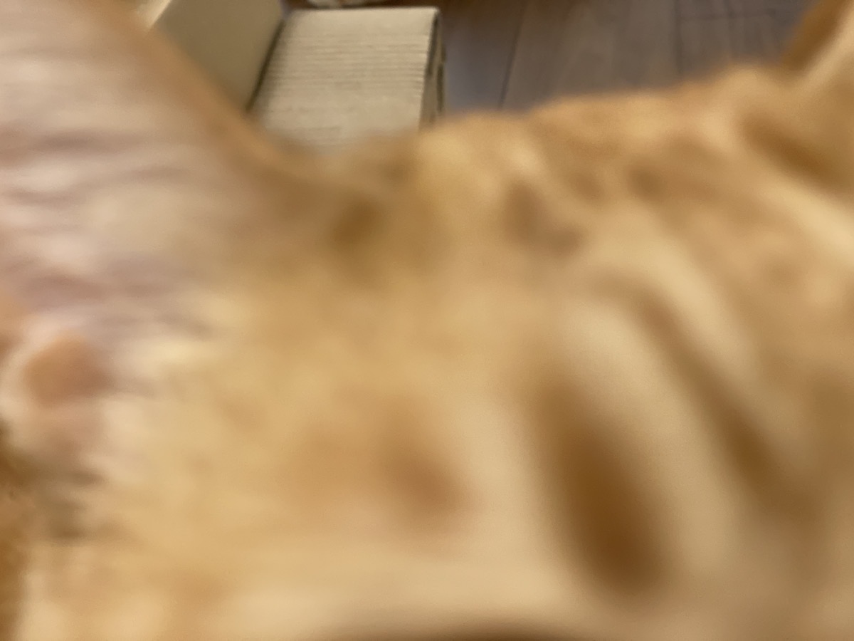 どうしてこうなった】猫の失敗写真10連発! 変顔から破壊行為の現行犯