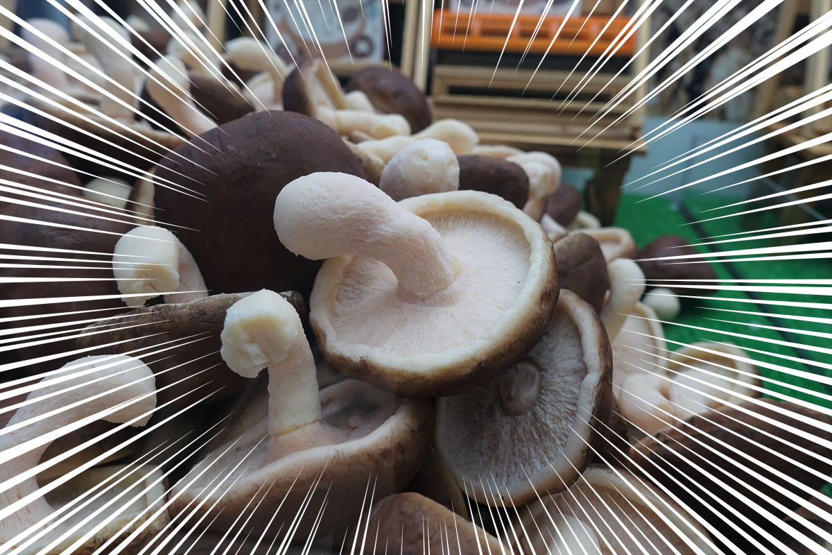 渋すぎるUFOキャッチャー『しいたけキャッチャー』をプレイ！ 設置の