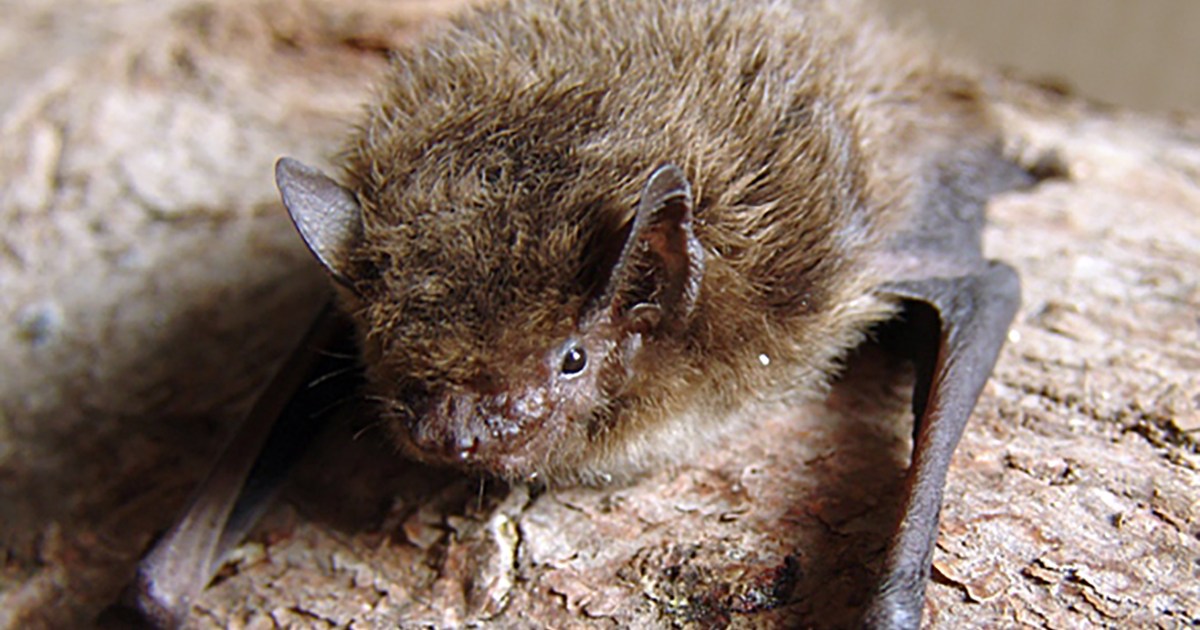悲報 史上2番目に長い距離を移動したイギリスのコウモリ ロシアでネコにやられる ロケットニュース24