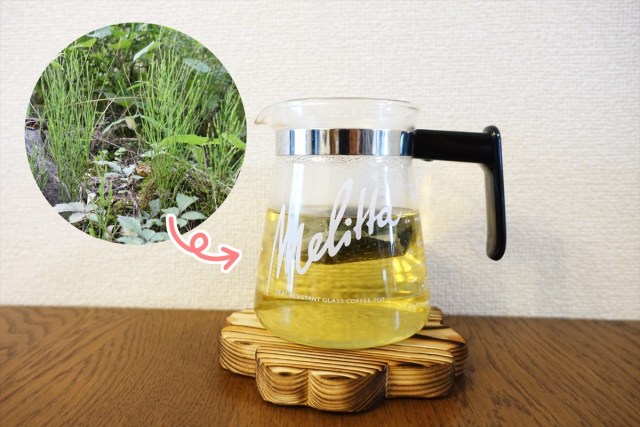 【スギナ茶】雑草からお茶が作れるって本当？ とっても簡単な作り方もご紹介するぞ！