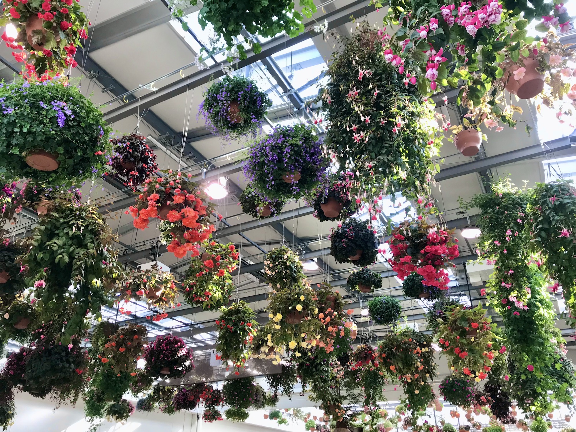 穴場】フラワーパーク「HANA・BIYORI」は最上級の癒やしスポット！ 花