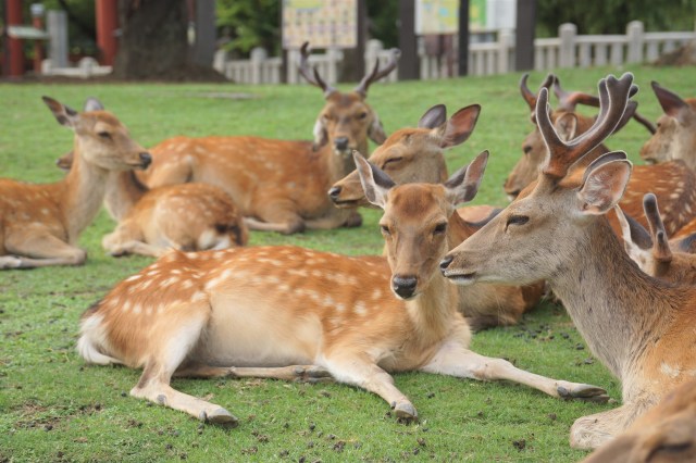【2022年夏】今年も奈良の『鹿だまり』を見に行ってみたが… → 例年より数が少ない？ 人出が原因？