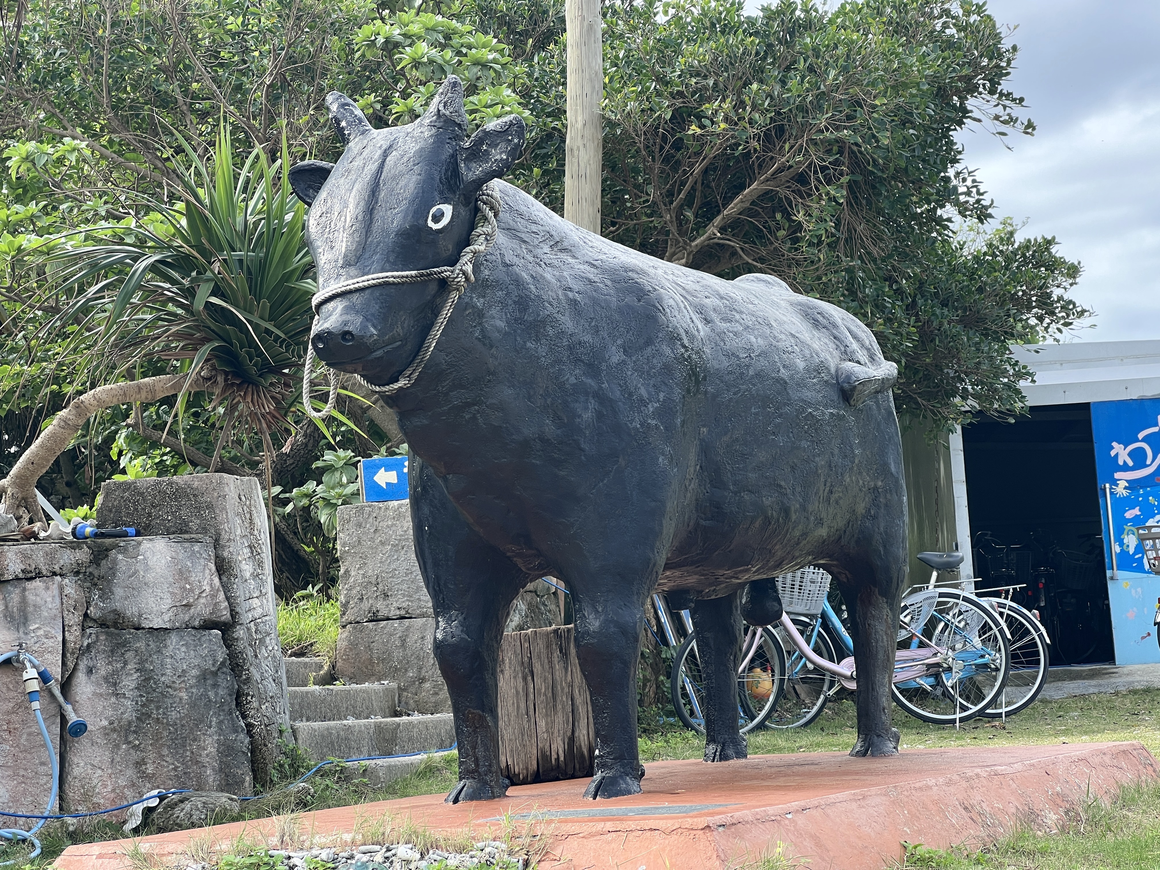牛だらけ】人口220人に対して牛が約3000頭いる沖縄の離島「黒島」を