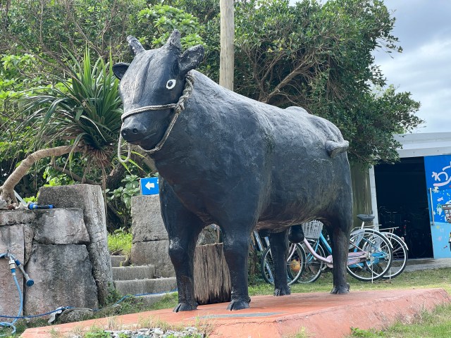 【牛だらけ】人口220人に対して牛が約3000頭いる沖縄の離島「黒島」を一周してみた