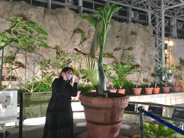 【激レア】世界一巨大で臭い花「ショクダイオオコンニャク」のニオイを嗅いできた！ 数年に1度しか咲かない謎の花
