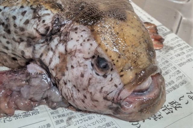 【グロ注意】キモい！ けど旨い！ 北海道の怪魚『ゴッコ（ホテイウオ）』をさばいて鍋にしてみたら、懐かしの絶叫ゲームを思い出した…