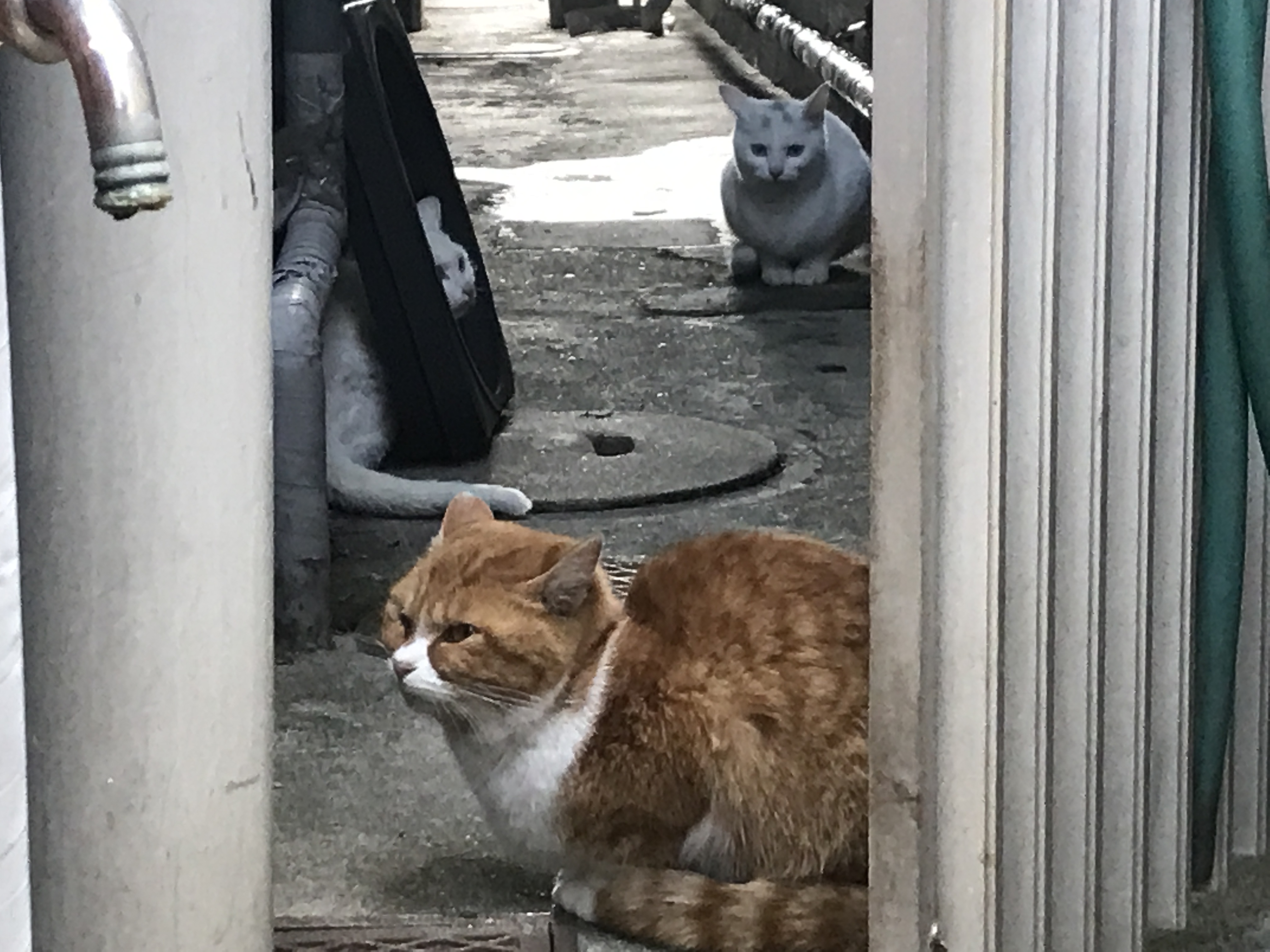 引くほど猫だらけ】長崎の中でも最も猫が多い不思議な町・館内町と十人
