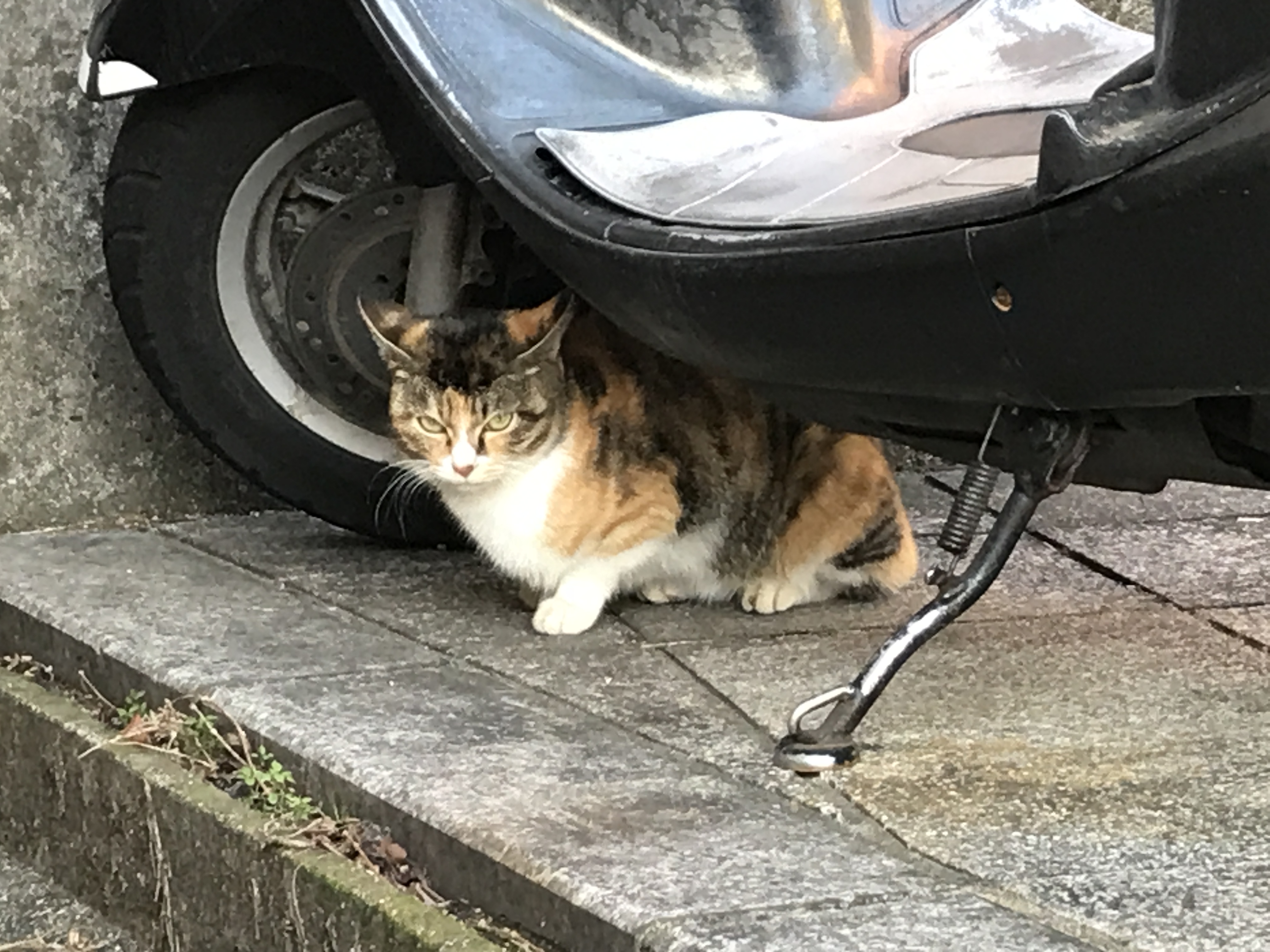 引くほど猫だらけ】長崎の中でも最も猫が多い不思議な町・館内町と十人