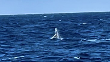 【ホエールウォッチング】目の前にいたクジラをほとんど見られなかった話 / 原因は天気でも人混みでもなく…