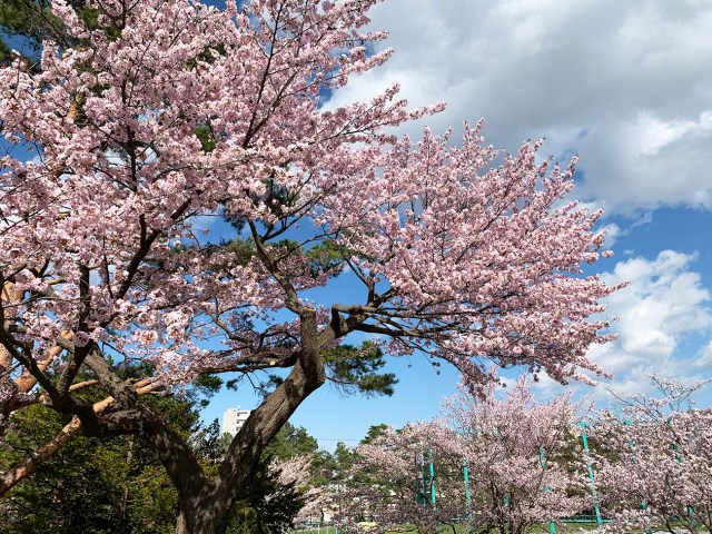 【試される大地】東京の桜がいまいちだったから花見に北海道まで行ってみた結果 →『ワンピース』の島かよ