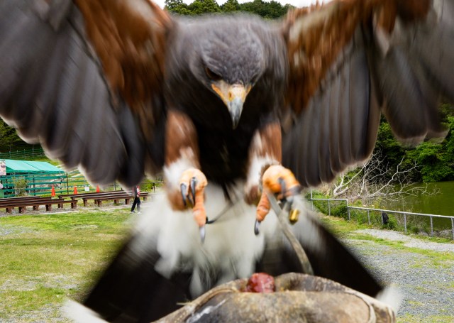 【どこ行く家康】静岡「掛川花鳥園」が神！ 鳥類との距離が限界突破してもはや恐竜!!