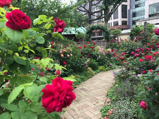 【穴場】まさに秘密の花園…5月の東京競馬場は「隠れたバラの名所」である