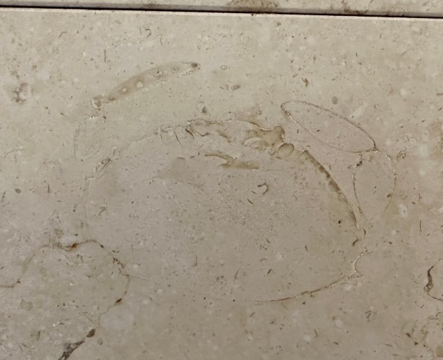 東京駅の構内に「カニの化石」があるらしい → ネットの情報を頼りに探してみた