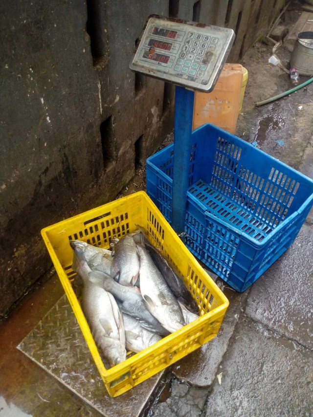 【知られざるケニアの魚事情】「水族館に展示されている魚を買うことができる」など / カンバ通信：第319回