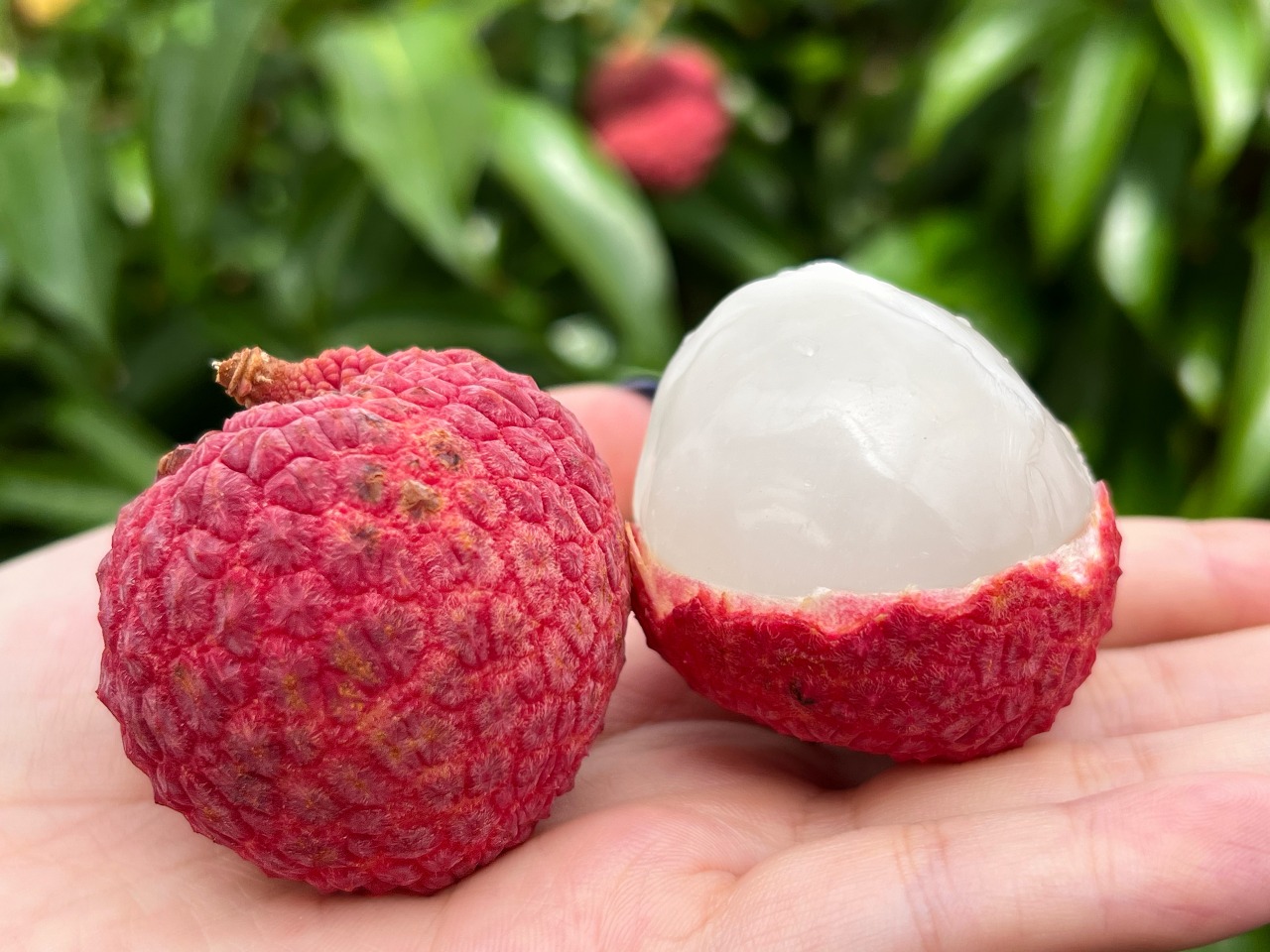 国内流通1%以下】1粒600円の『新富ライチ』を食べたらもう冷凍物には