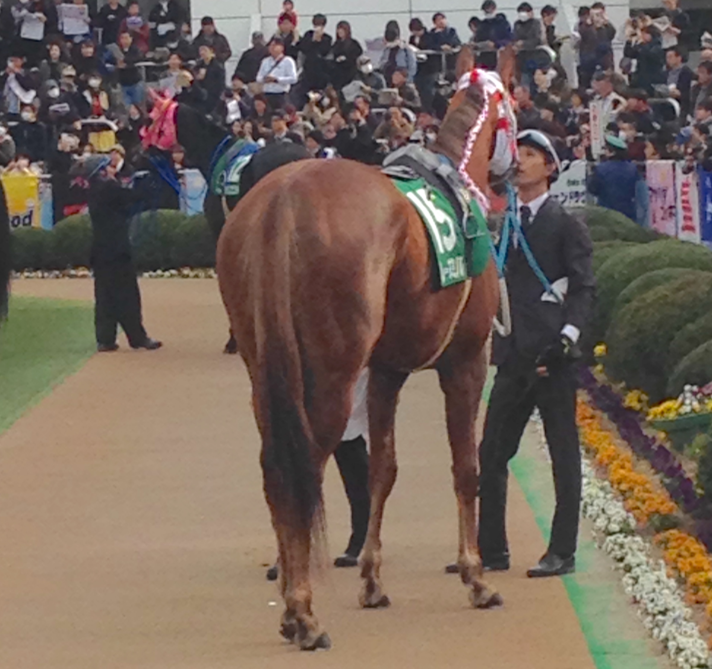 【中古】 競馬に勝つためのお作法８６/朝日ソノラマ/競馬サークル・ウーマン ついに「推しの子」がデビューした！ 競馬の醍醐味・血のドラマに「夢