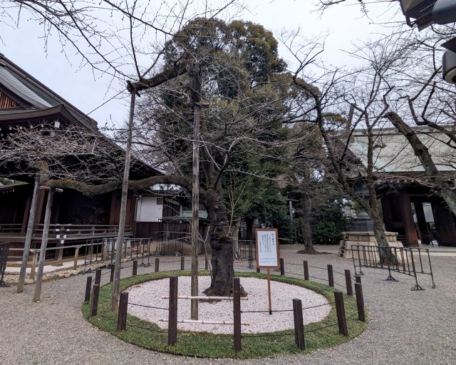 今年はいつ咲く!?　靖国神社の「桜の標本木」を見て、素人が開花日を直観で予想してみた！