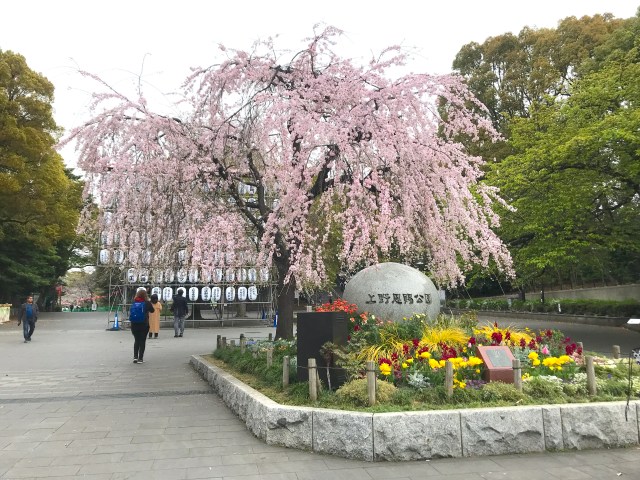 【検証】花見はしたいけど混んでるのは嫌なので朝6時に上野公園に行ってみた結果…