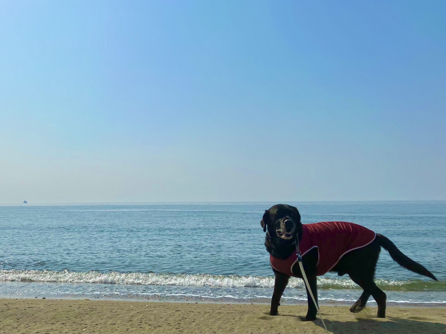 盲導犬や警察犬として有名なラブラドール・レトリバーと10年以上一緒に暮らしてきて思ったこと5選 | ロケットニュース24