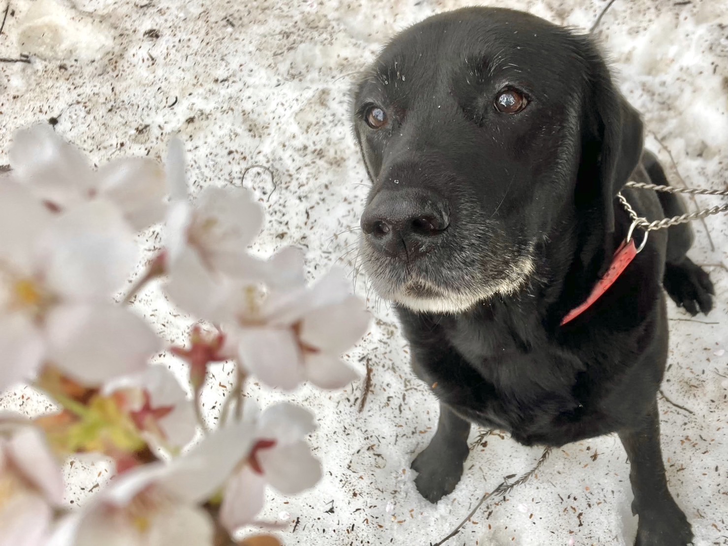 盲導犬や警察犬として有名なラブラドール・レトリバーと10年以上一緒に暮らしてきて思ったこと5選 | ロケットニュース24