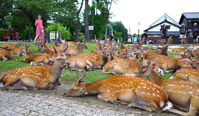 【2024】奈良の「鹿だまり」を今年も観察しに行ったところ… 緩やかな変化が見られました