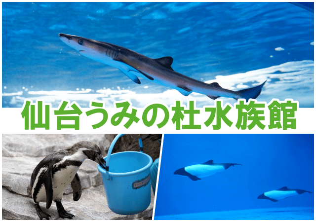 【水族館ゆる探訪 第1回】フカヒレは「世界一美しいサメ」から獲れる!?  「仙台うみの杜水族館」で東北の海がまるわかり！ そしてなぜか頭上を走るリス