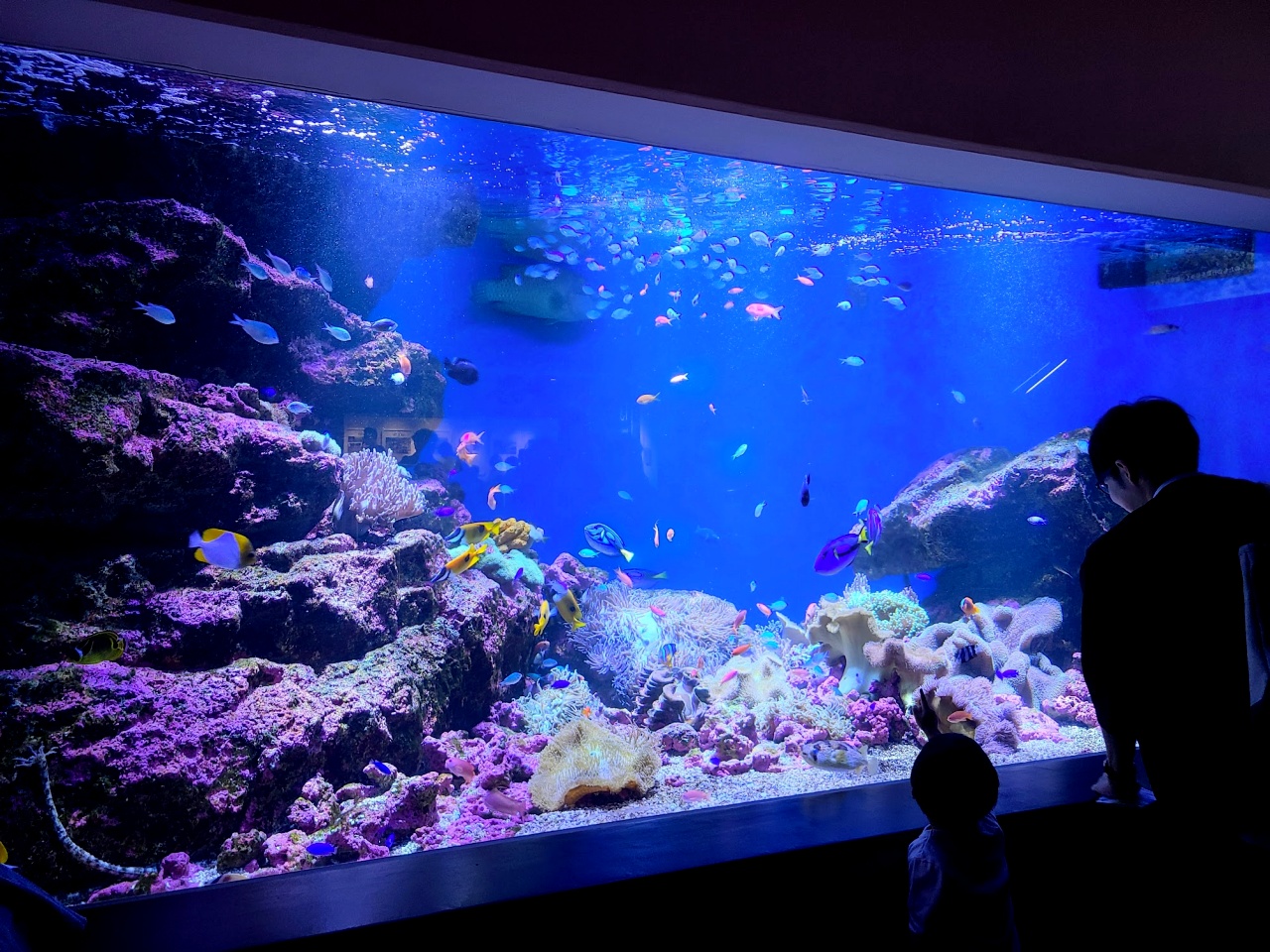 水族館ゆる探訪 第1回】フカヒレは「世界一美しいサメ」から獲れる!? 「仙台うみの杜水族館」で東北の海がまるわかり！ そしてなぜか頭上を走るリス |  ロケットニュース24