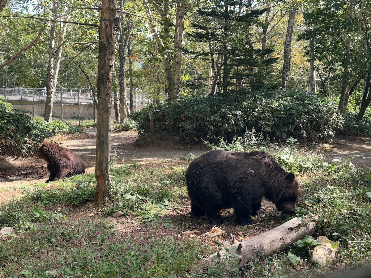 本物のヒグマに会える！ 十勝の森でキムンカムイが遊ぶ唯一無二の