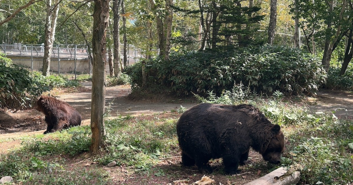 BearMt08.jpeg?w=1200&h=630&crop=1